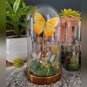 Real Yellow Butterfly in Glass Cloche Oddity Art